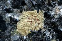 Lichens sur rocher 
